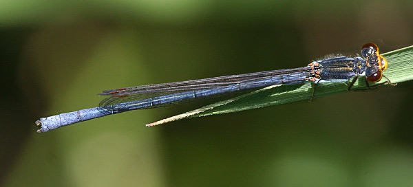 Pseudagrion caffrum
